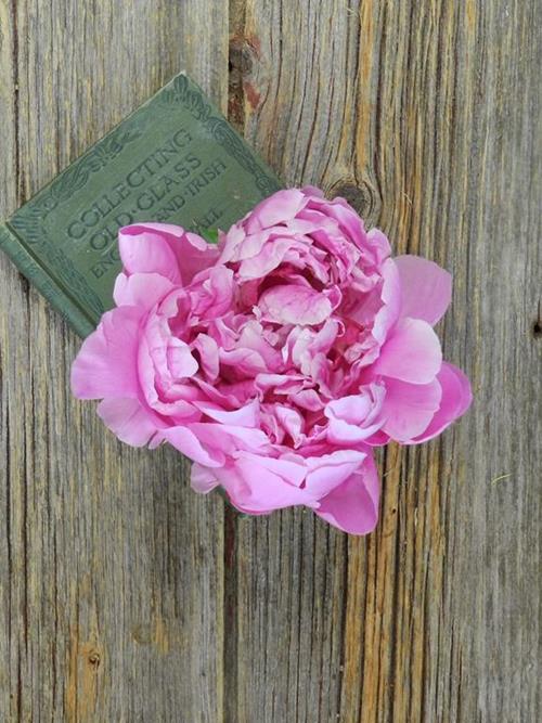 ALEXANDRA FLEMMING  HOT PINK PEONIES